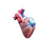 Login Icon